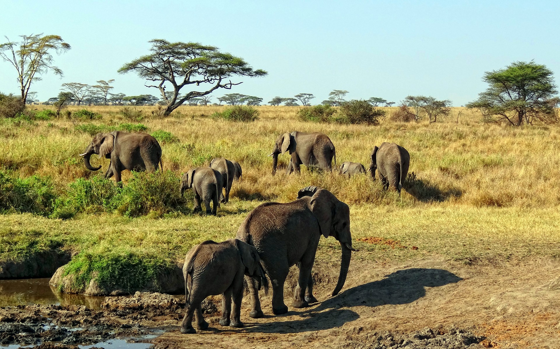 Sabi Sands | LAT.40