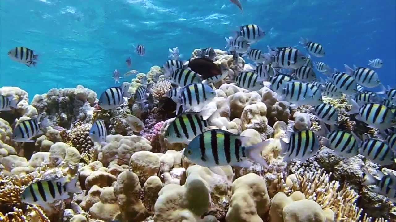Sharm El Sheikh | LAT.40