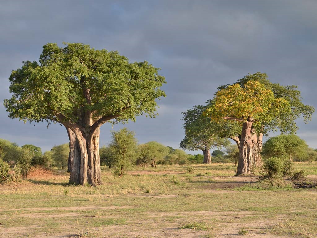 Tarangire | LAT.40
