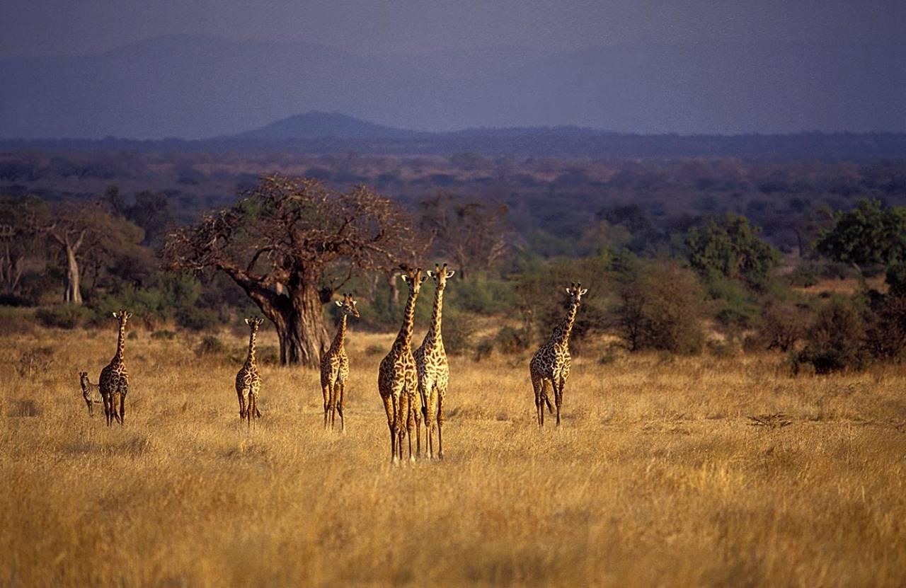 Tarangire | LAT.40