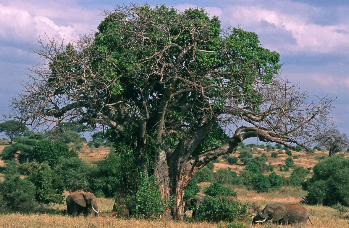 Tarangire | LAT.40