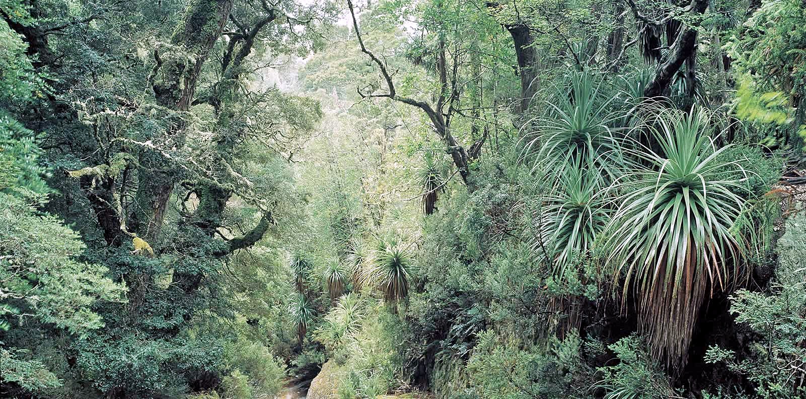 Tasmania | LAT.40