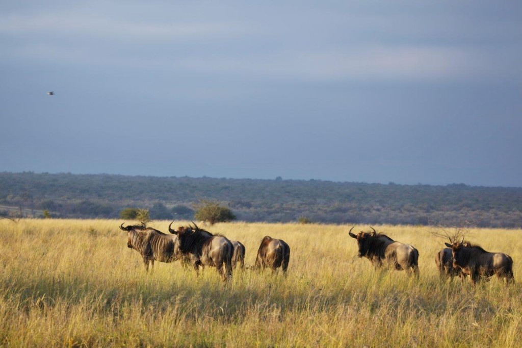 The Waterberg | LAT.40