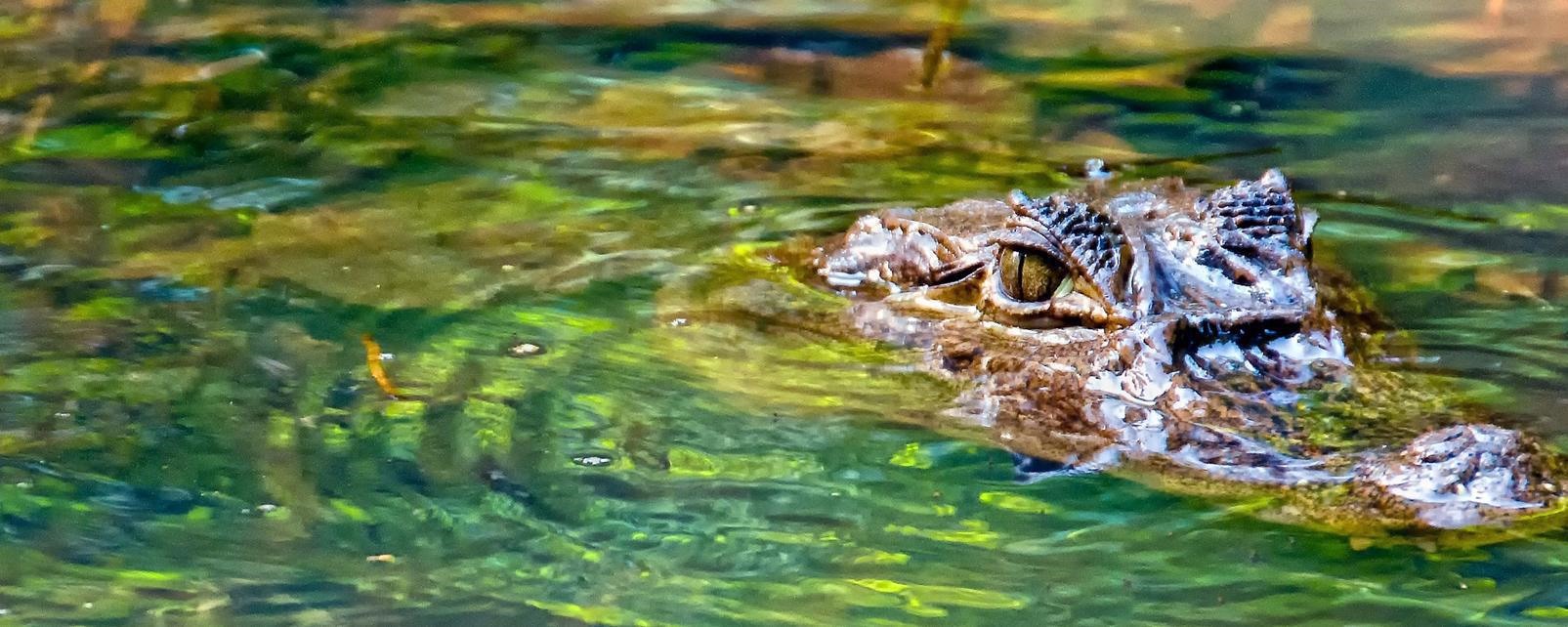 Tortuguero | LAT.40