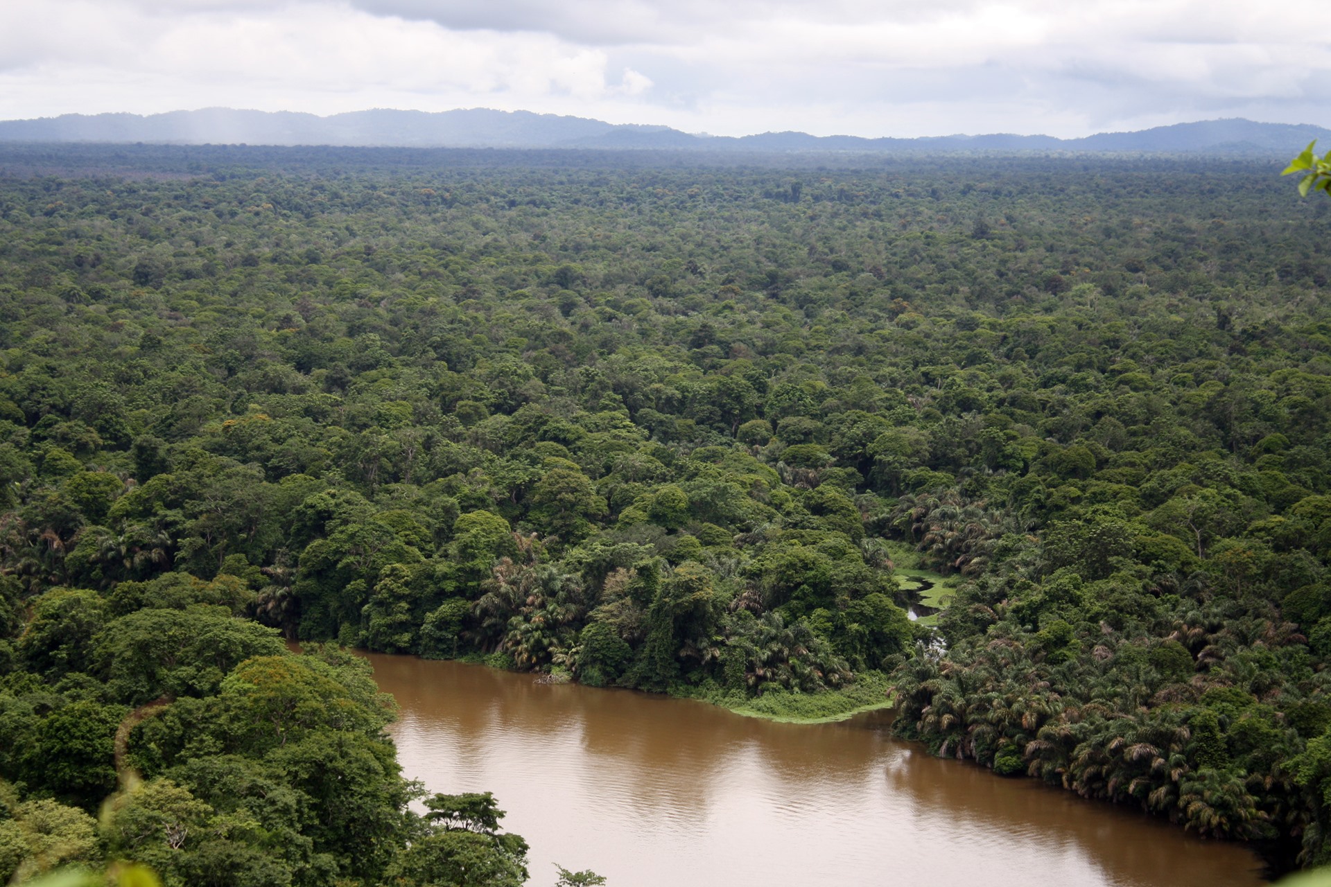 Tortuguero | LAT.40