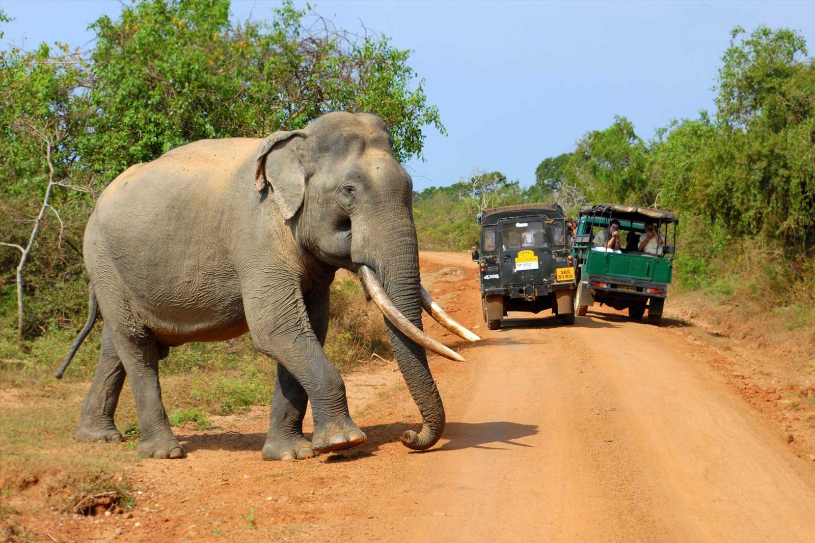 Wilpattu National Park | LAT.40