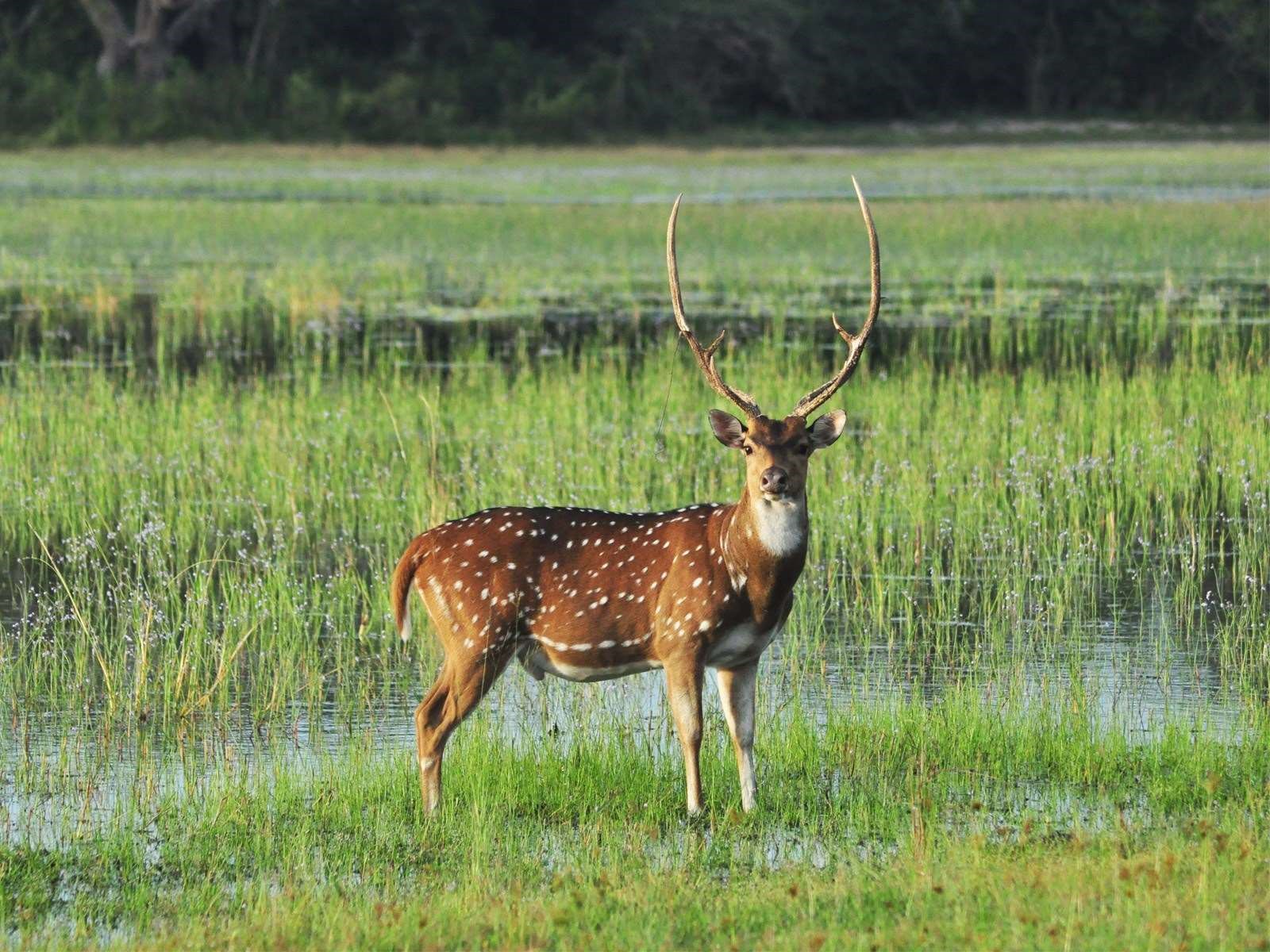 Wilpattu National Park | LAT.40