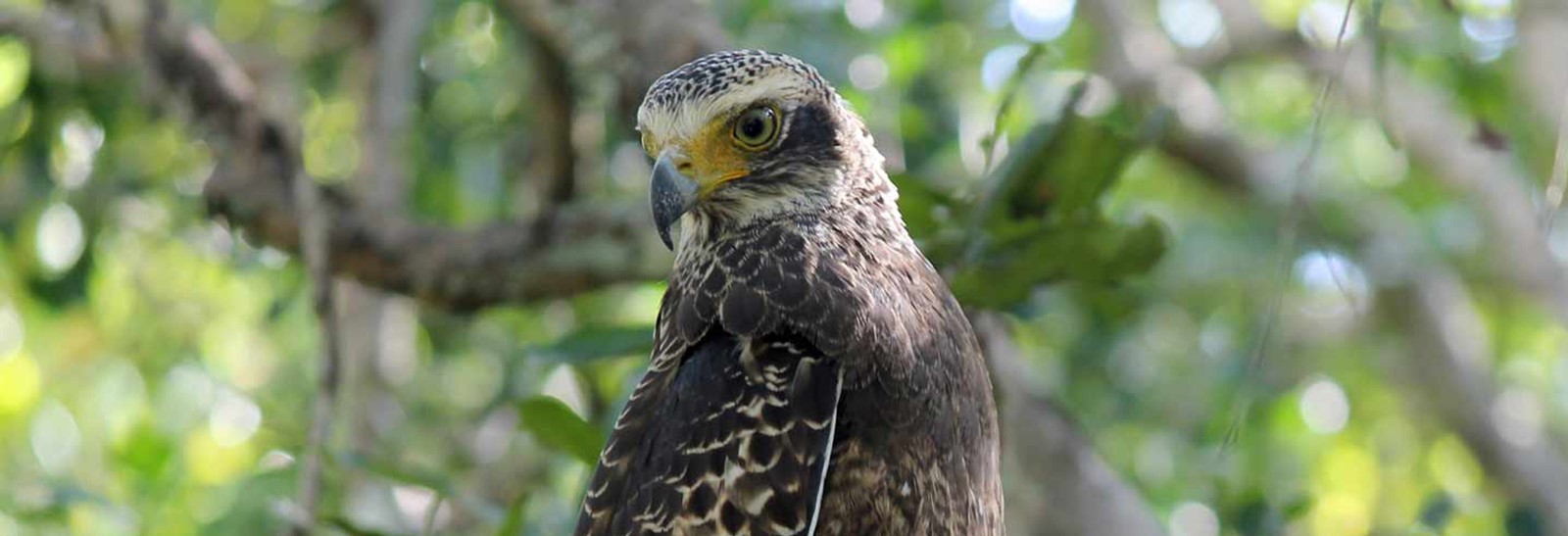 Wilpattu National Park | LAT.40