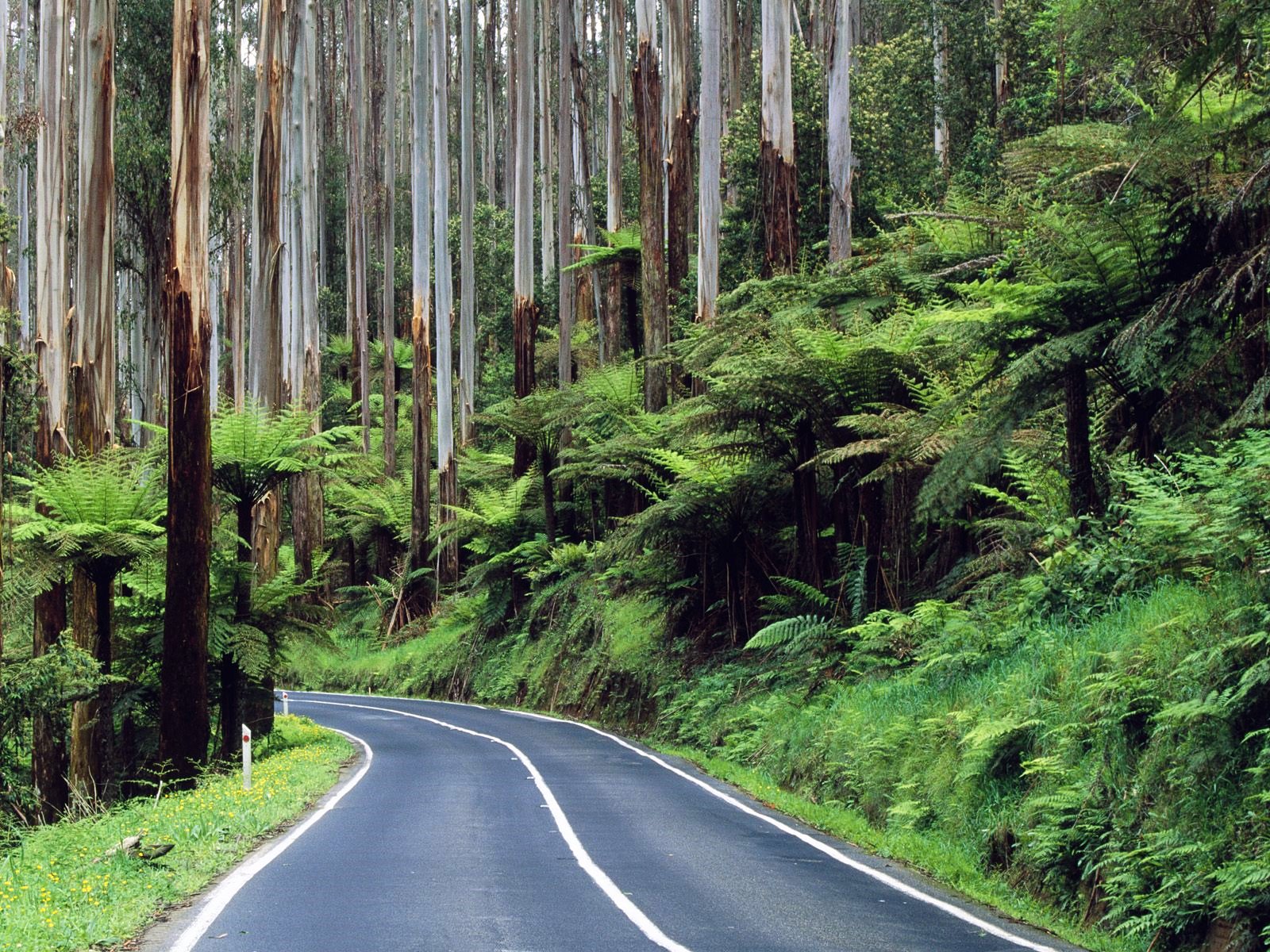 Yarra Ranges | LAT.40