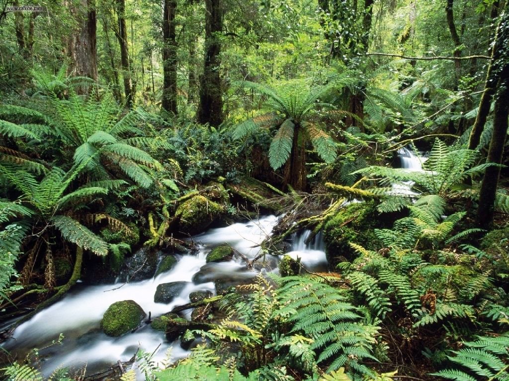 Yarra Ranges | LAT.40
