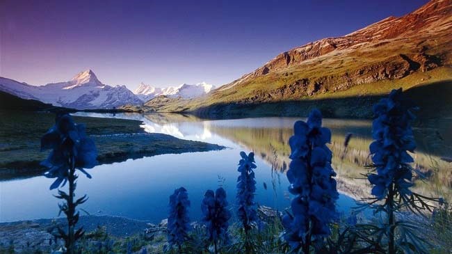 Grindelwald | LAT.40