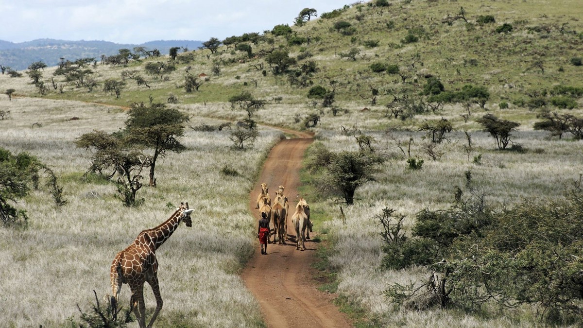 Laikipia  | LAT.40