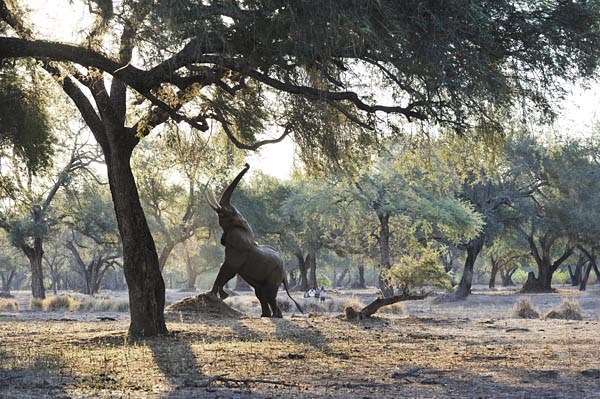 Old Mondoro Bush Camp en Lower Zambezi