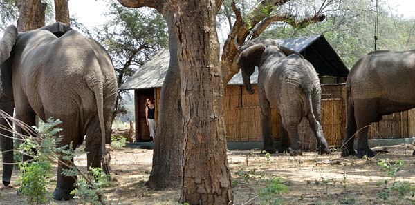 Old Mondoro Bush Camp en Lower Zambezi