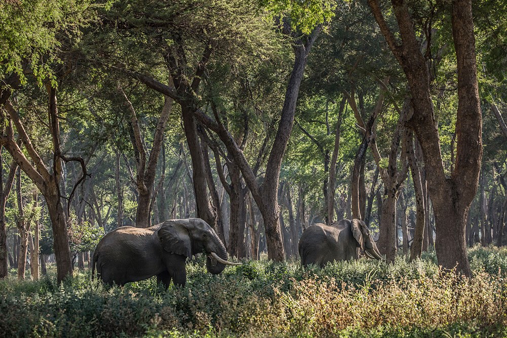 Old Mondoro Bush Camp en Lower Zambezi