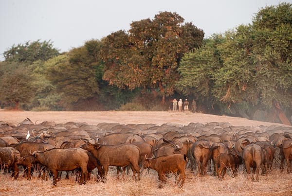 Old Mondoro Bush Camp en Lower Zambezi