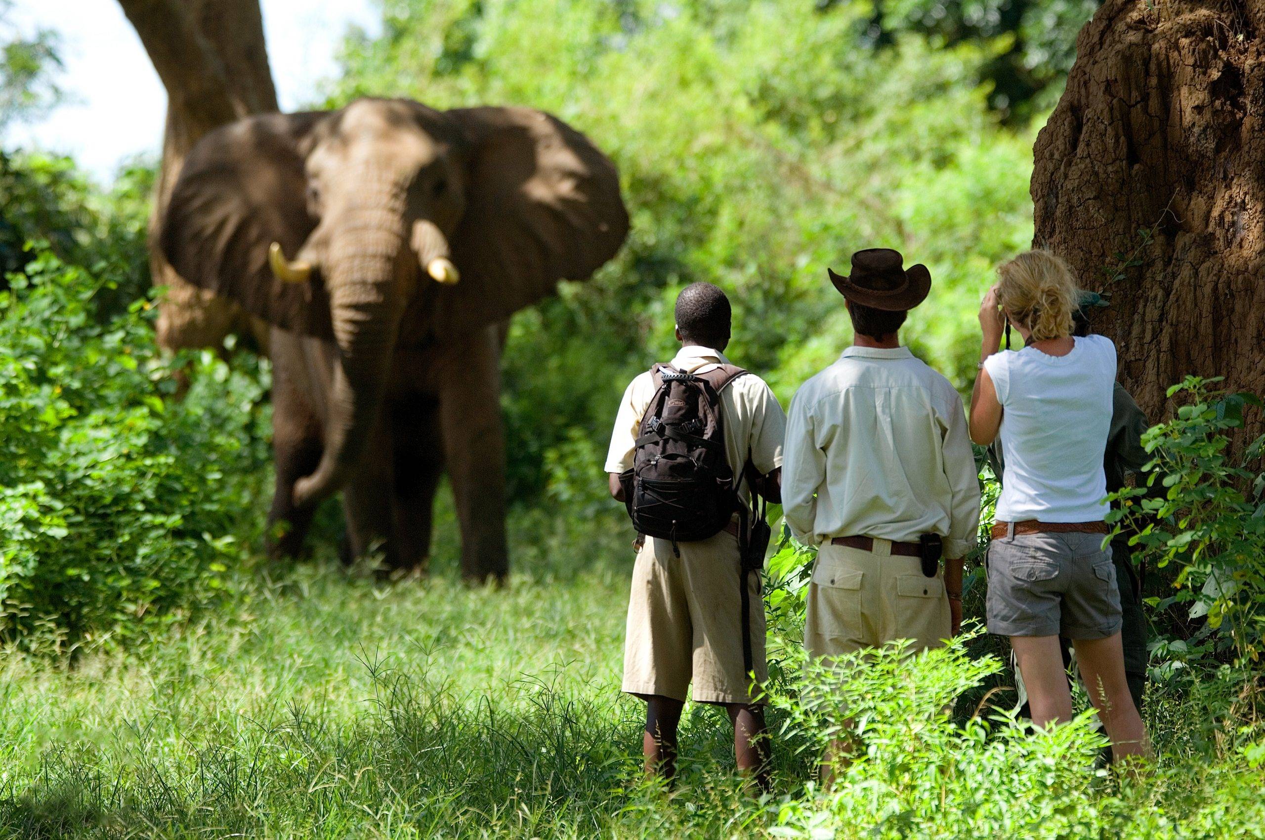 Lower Zambezi