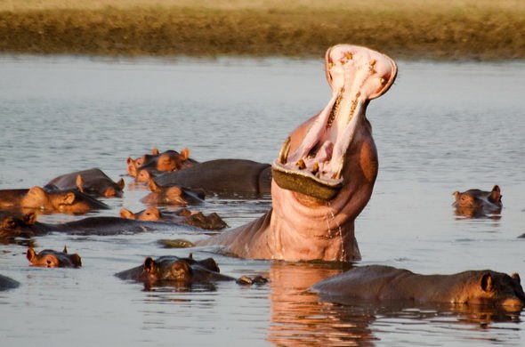Luangwa Valley