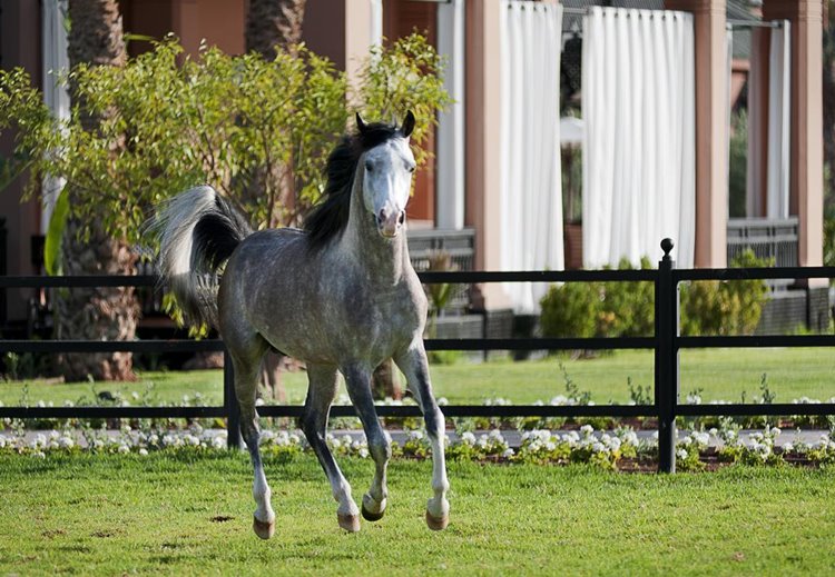 Selman Marrakech en Marrakech 