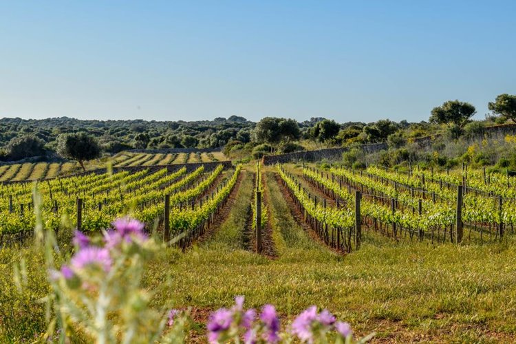 Torralbenc en Menorca