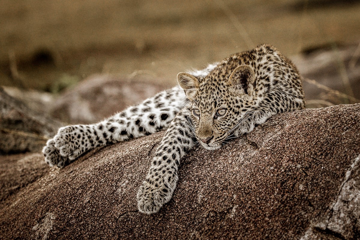 Serengeti