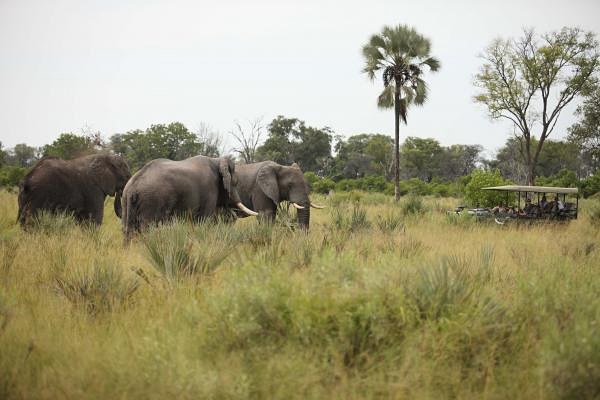 andBeyond Nxabega  en Delta Okavango