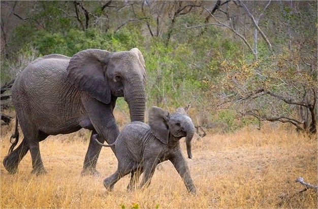 Ngala Private Game Reserve