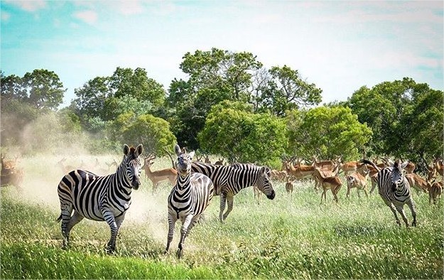andbeyond-ngala en Ngala Private Game Reserve