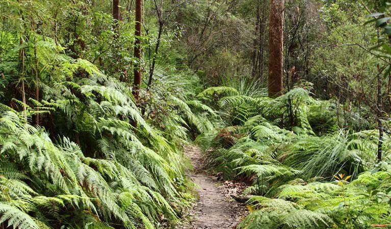 Berowa Valley National Park | LAT.40