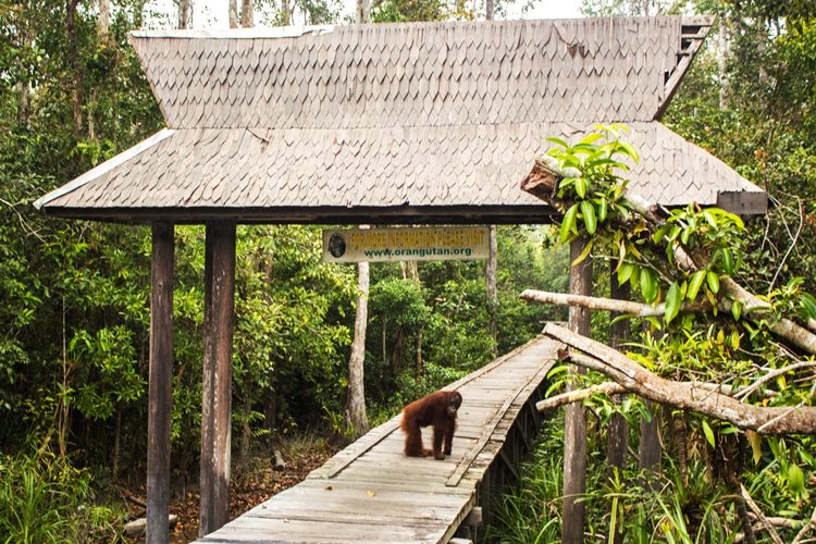 borneo sur | LAT.40