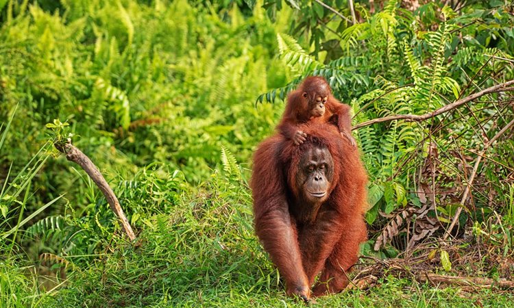 borneo sur | LAT.40