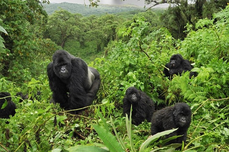 Bwindi Impenetrable National Park | LAT.40