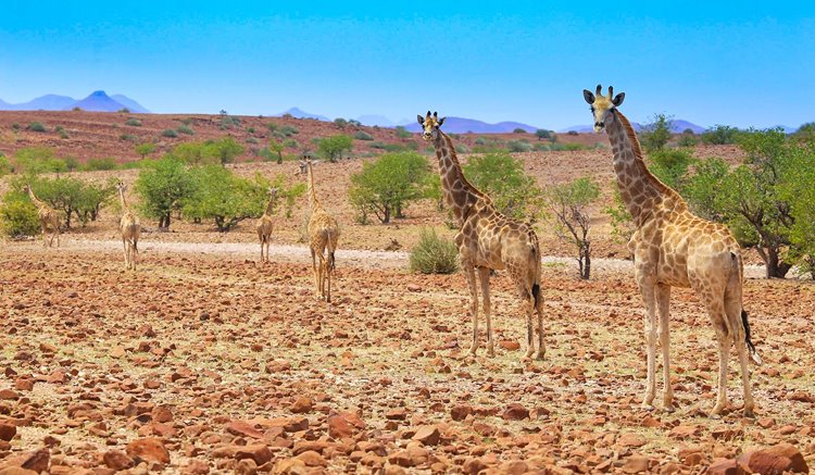 Damaraland | LAT.40