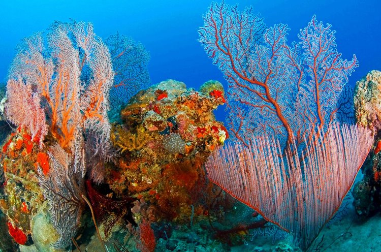 Karimunjawa Island | LAT.40