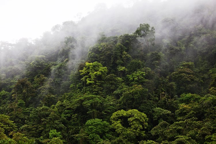 Kibale National Park | LAT.40
