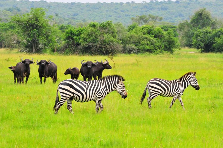 Lake Mburo National Park | LAT.40