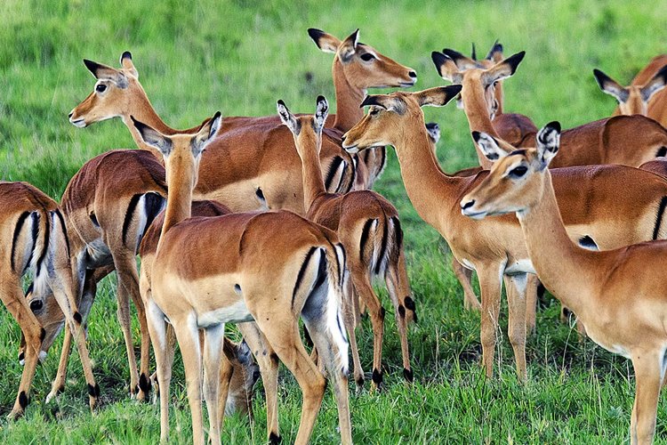 Lake Mburo National Park | LAT.40