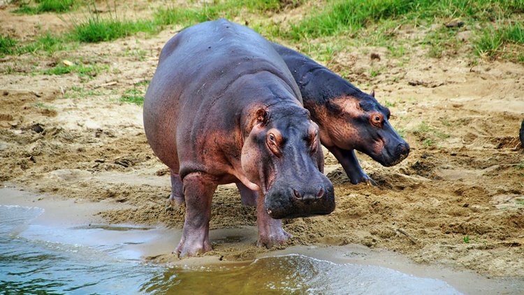 Lake Mburo National Park | LAT.40