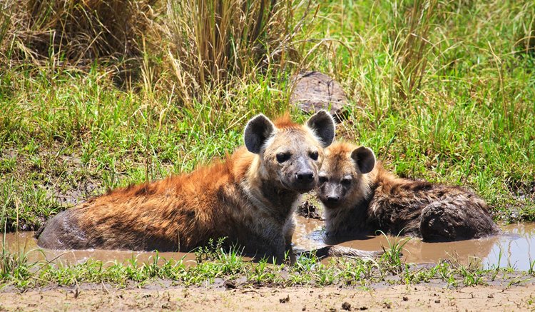 Lake Mburo National Park | LAT.40