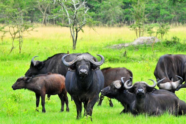 Lake Mburo National Park | LAT.40