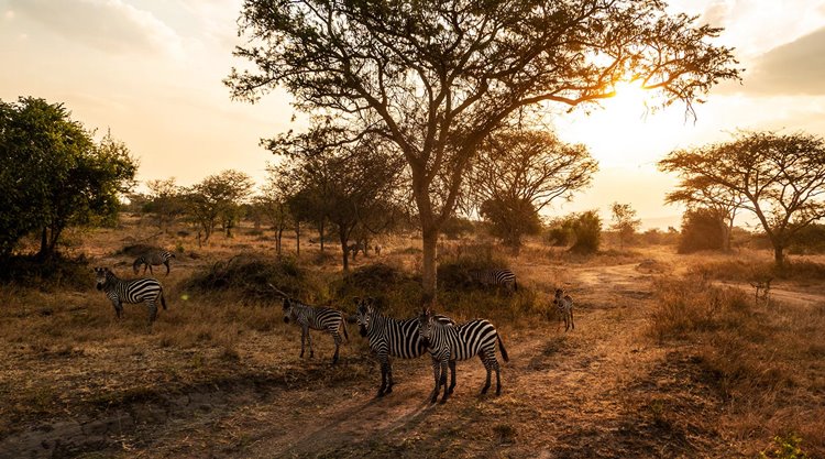 Lake Mburo National Park | LAT.40