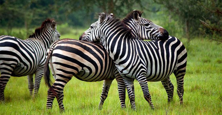Lake Mburo National Park | LAT.40