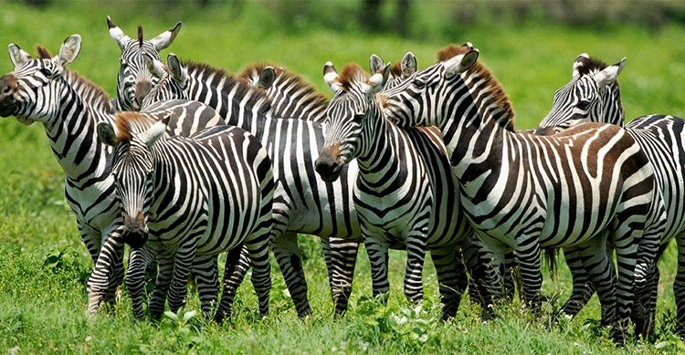 Lake Mburo National Park | LAT.40