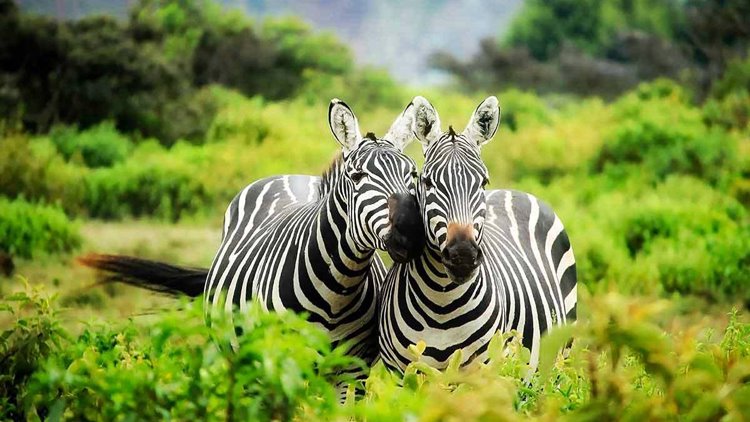 Lake Mburo National Park | LAT.40