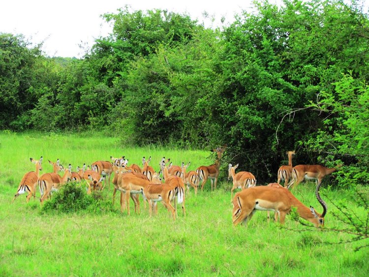Lake Mburo National Park | LAT.40