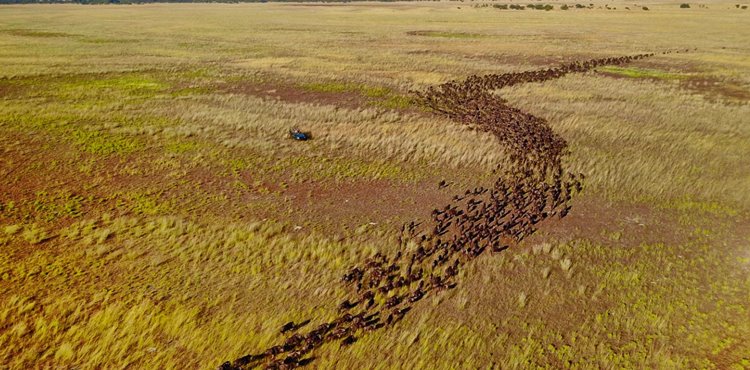 Liuwa Plain National Park | LAT.40