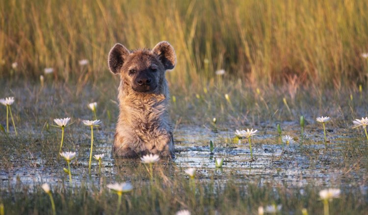 Liuwa Plain National Park | LAT.40