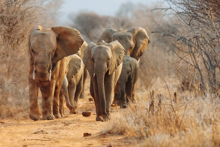 Madikwe Game Reserve | LAT.40