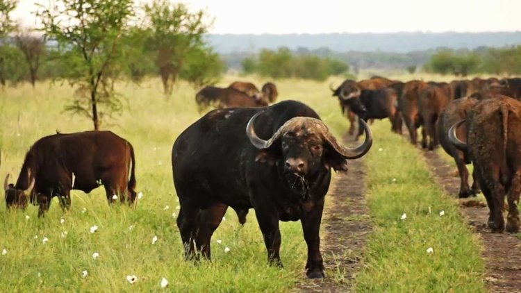 Madikwe Game Reserve | LAT.40