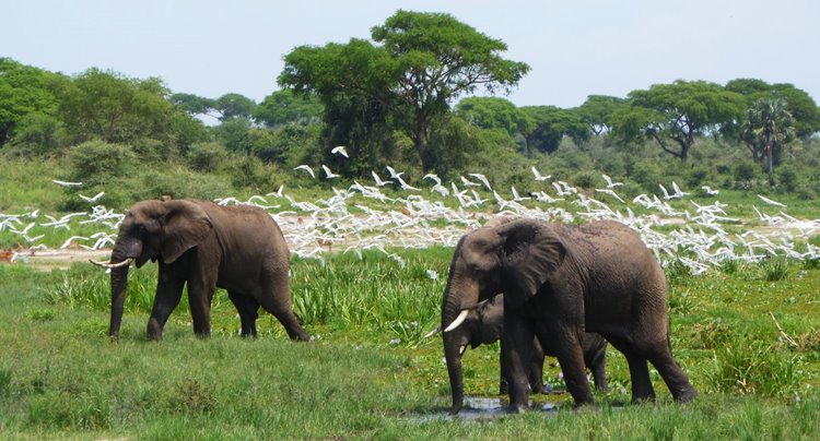 Murchison Falls National Park
